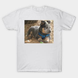 6517 puppy eye T-Shirt